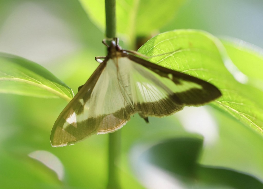  Pyrale du buis (cydalima perspectalis) 