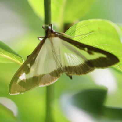  Pyrale du buis (cydalima perspectalis) 