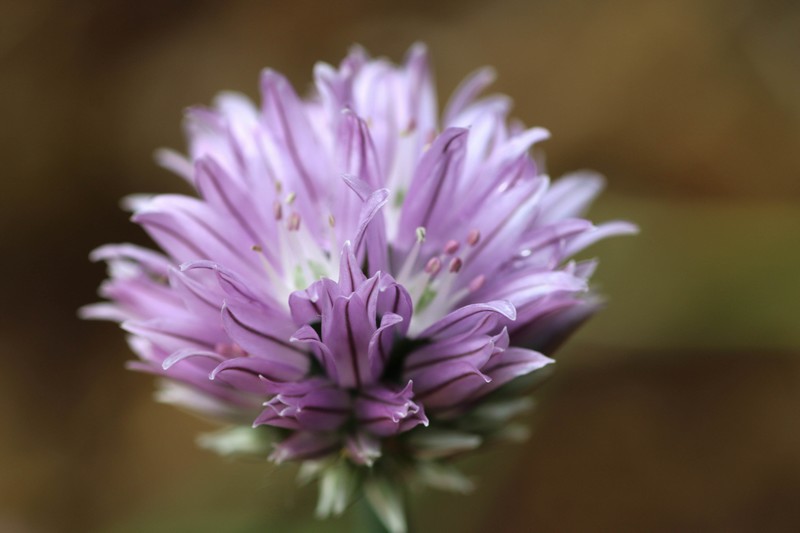 Ciboulette (Allium schoenoprasum)