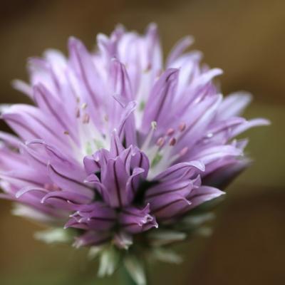 Ciboulette (Allium schoenoprasum)