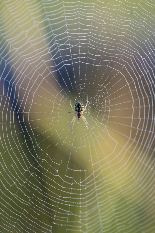 Araignée napoléon Arachnidae