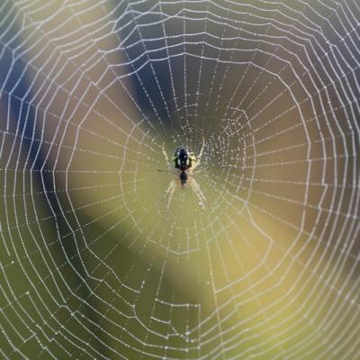 Araignée napoléon Arachnidae