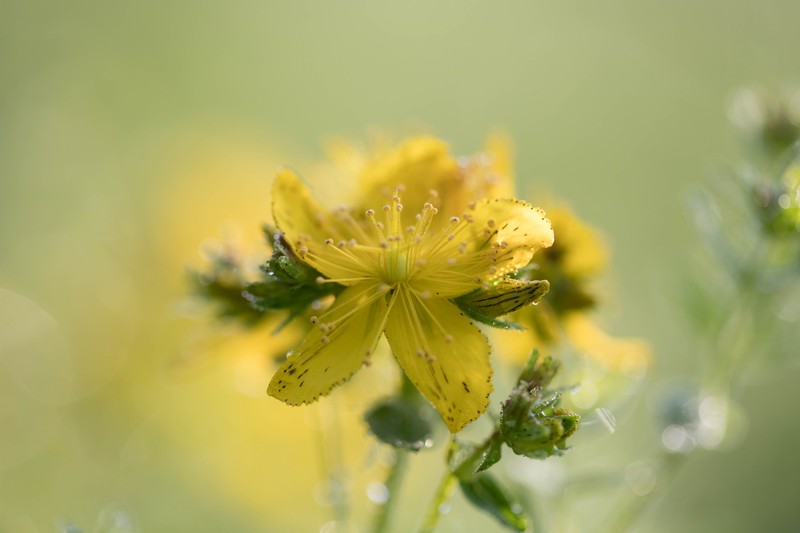 Millepertuis commun (hypericum perforatum)