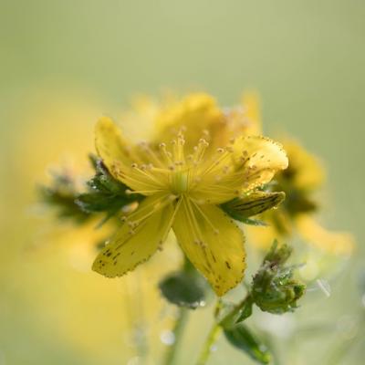 Millepertuis commun (hypericum perforatum)