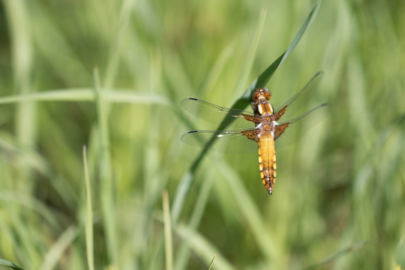 Libellule (Anisoptera)