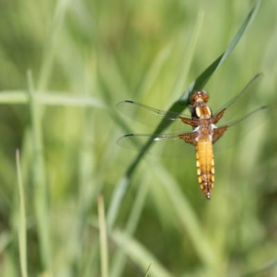 Libellule (Anisoptera)