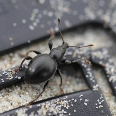  Otiorhynchus atroapterus