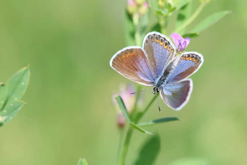 L'Azuré  commun (Polyommatus Icarus)