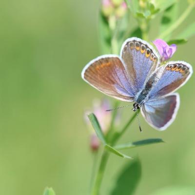 L'Azuré  commun (Polyommatus Icarus)