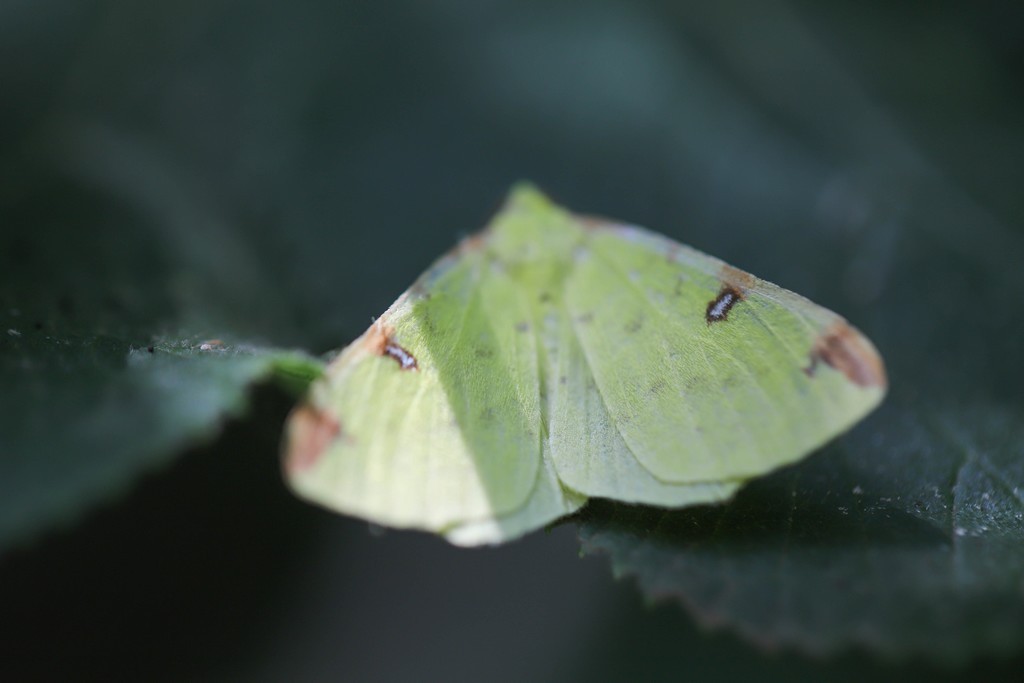 La citronnelle rouillée (opisthogroptis luteolata)