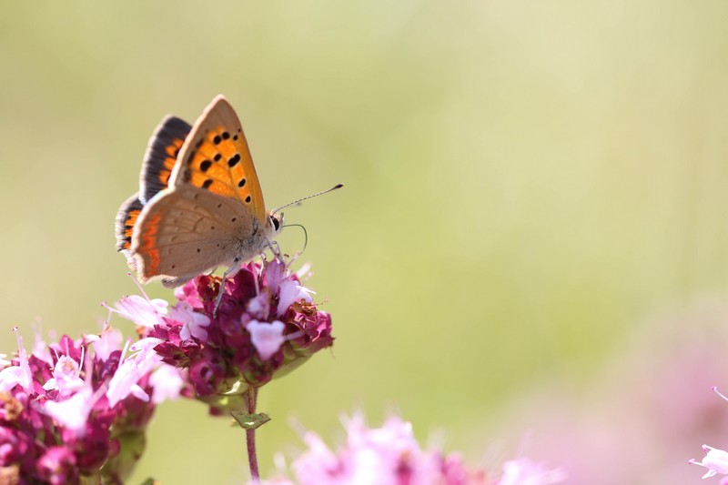 La bronzé (lycaena phlaeas)