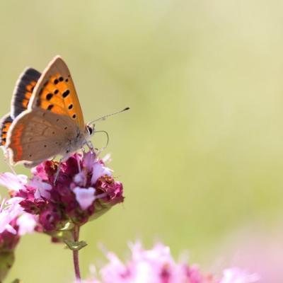 La bronzé (lycaena phlaeas)