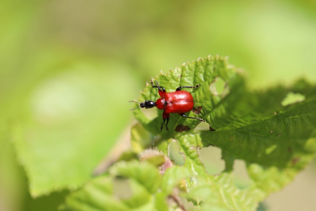  Apodere du noisetier (apoderus coryli )