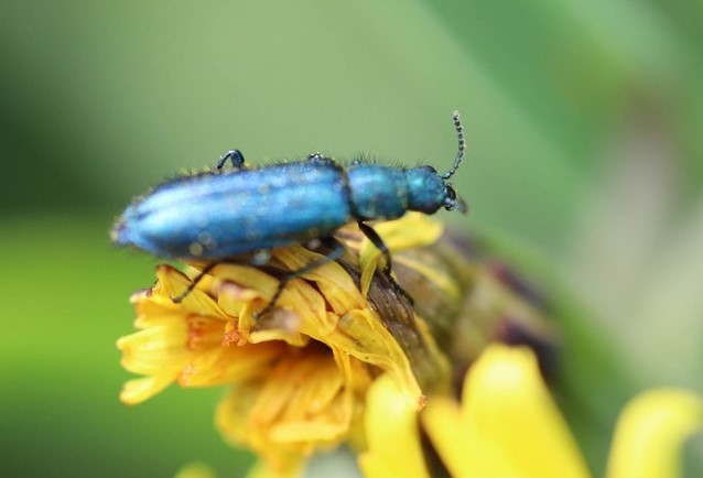   Psilothrix vert bleu (psilothrix viridicoerulea )