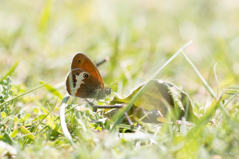 Le procris (coenonympha pamphilus)