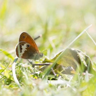 Le procris (coenonympha pamphilus)