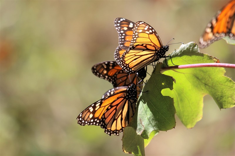 Monarques  (Danaus plexippus) (Mexique)