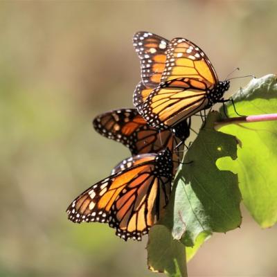 Monarques  (Danaus plexippus) (Mexique)