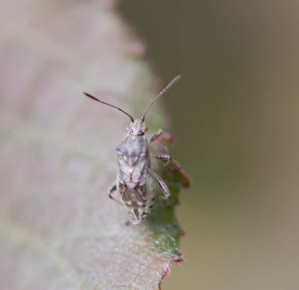  Stictopleurus punctatonervosus 1