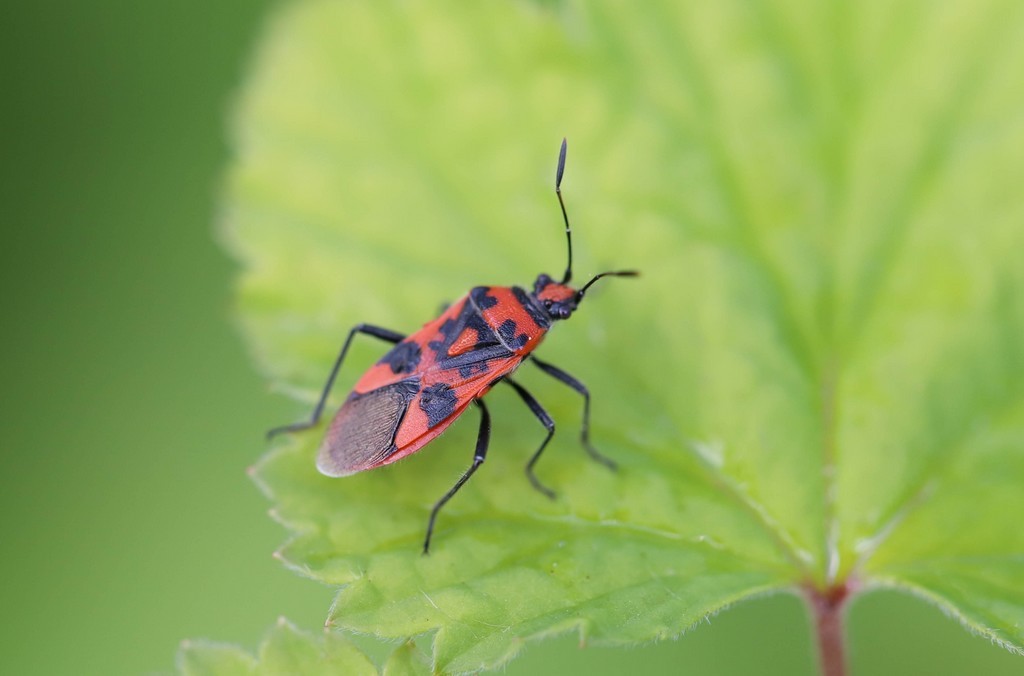 Img 5748 corizus hyoscyami