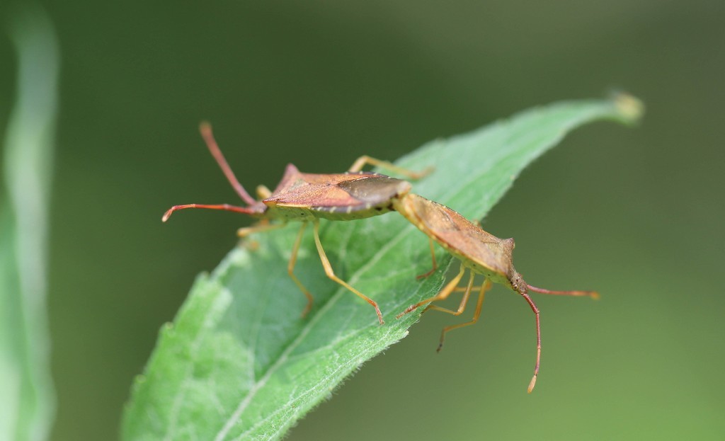 Img 5783 gonocerus auteangulatus