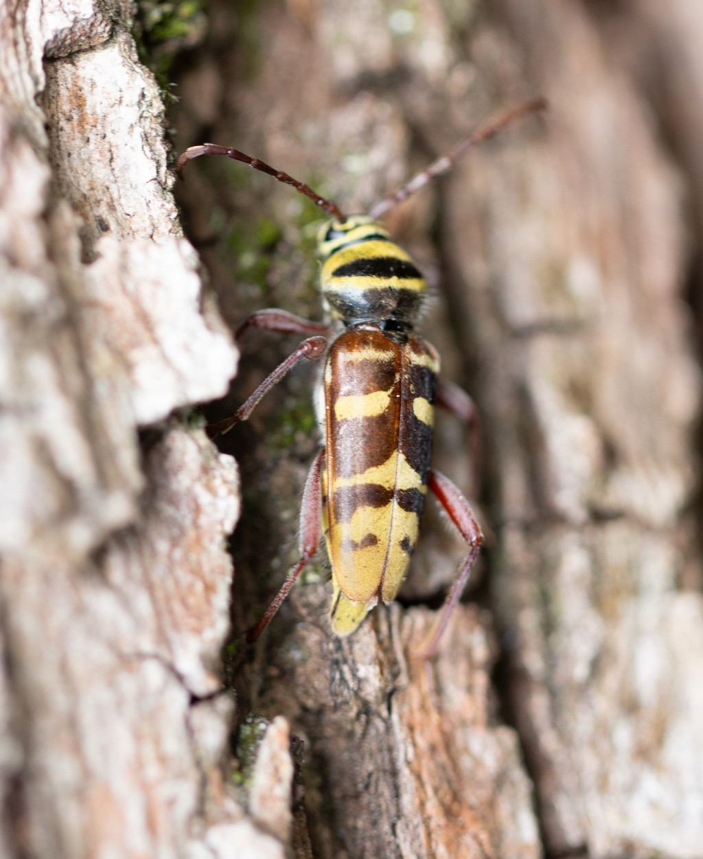  Clyte frelon ( Plagionotus detritus