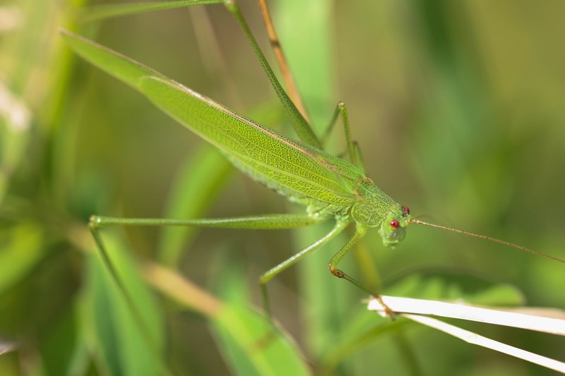 Phanéroptère commun ( Phaneroptera  Falcata)