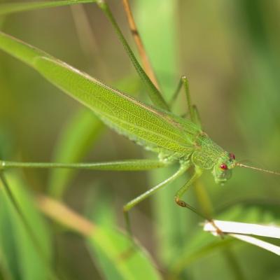 Phanéroptère commun ( Phaneroptera  Falcata)