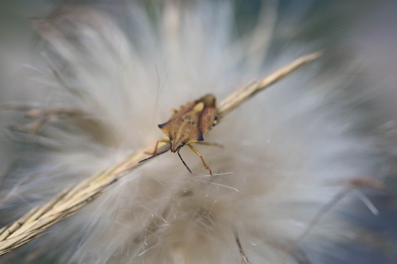 Punaise des baies ( Dolycoris baccarum)