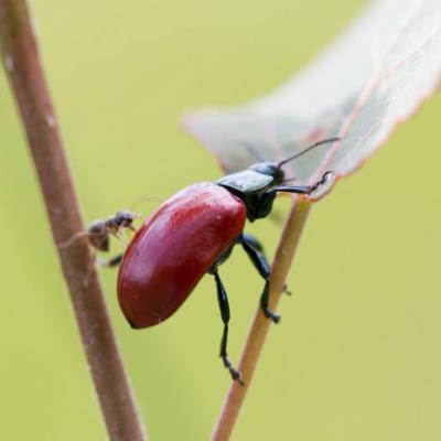 Chrysomèle du peuplier (Chrysomela populi)