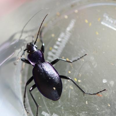   Carabe a plobleme (carabus problematicus )