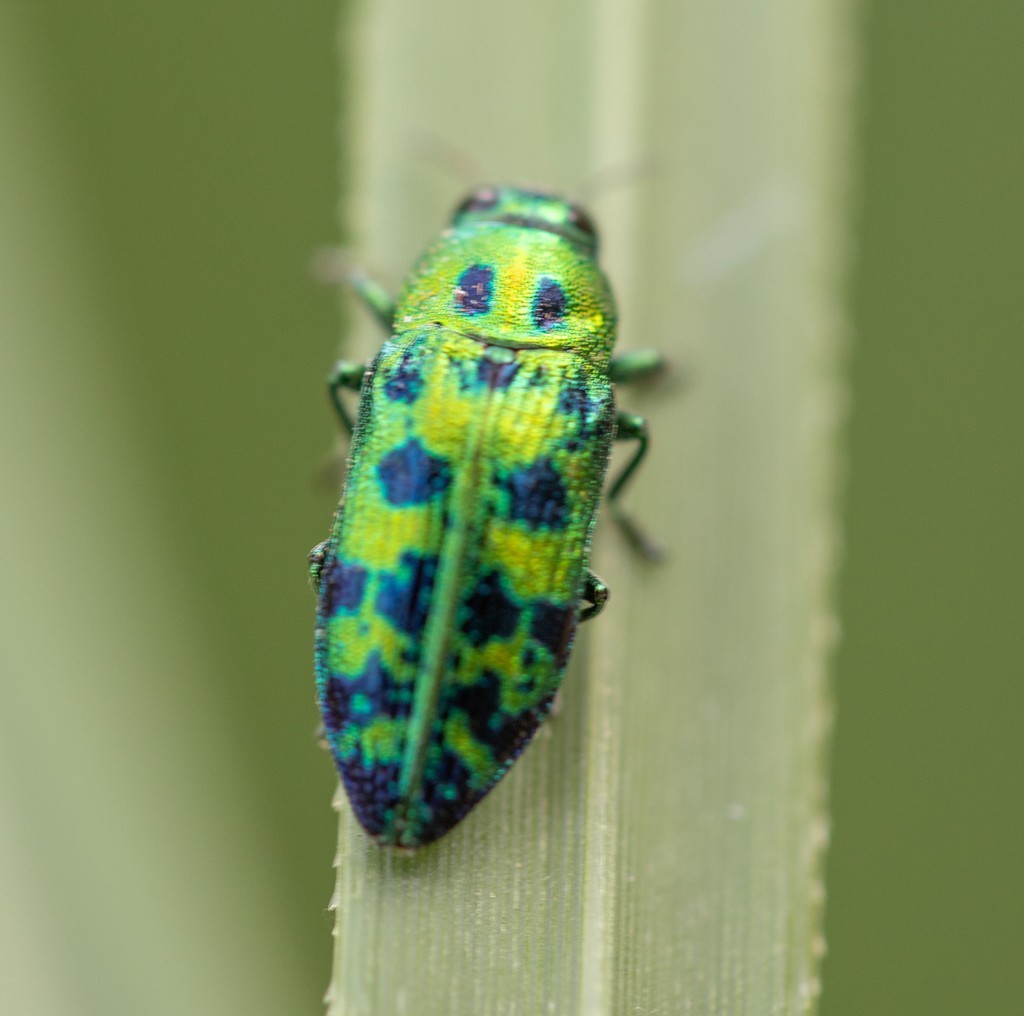 Buprestre du thuya ( lamprodila festiva)  