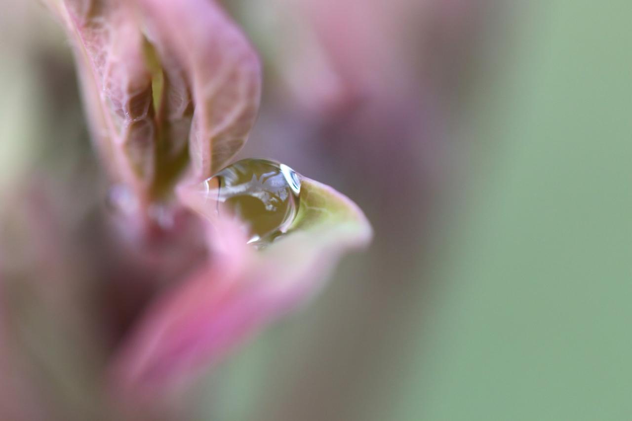 La perle de la pivoine