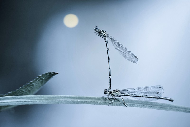 Demoiselle (Zygoptera)