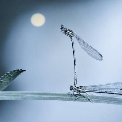 Demoiselle (Zygoptera)