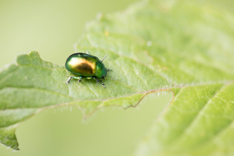 Chrysomèle fastueuse (Chrysolina fastuosa)