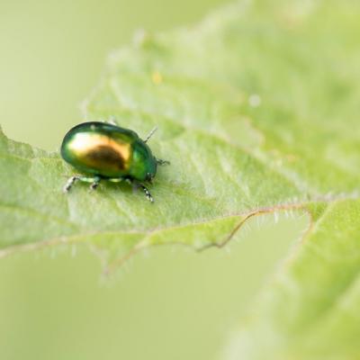 Chrysomèle fastueuse (Chrysolina fastuosa)