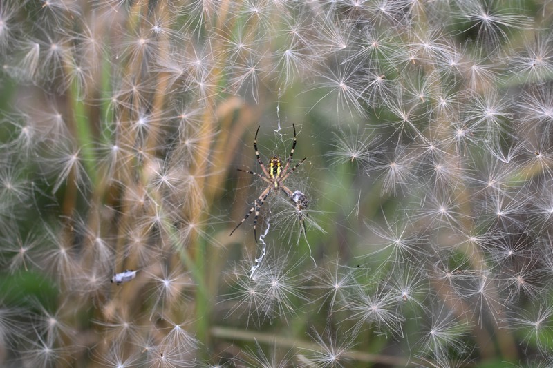 Epeire fasciée (Arachnidae)