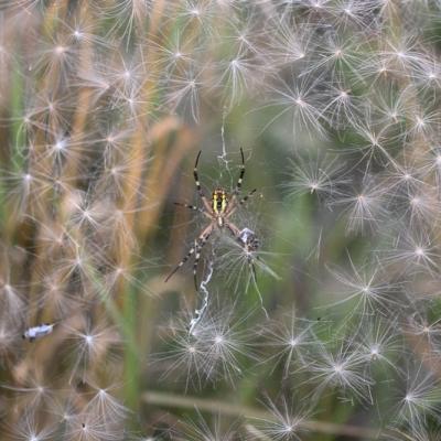 Epeire fasciée (Arachnidae)