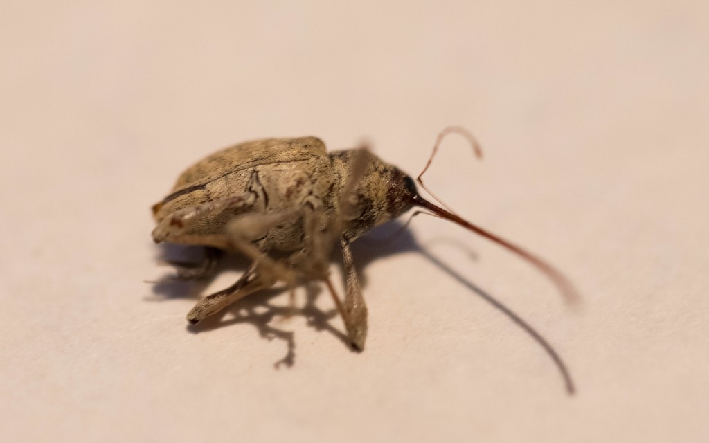   Balanin des chataignes (curculio elephas )