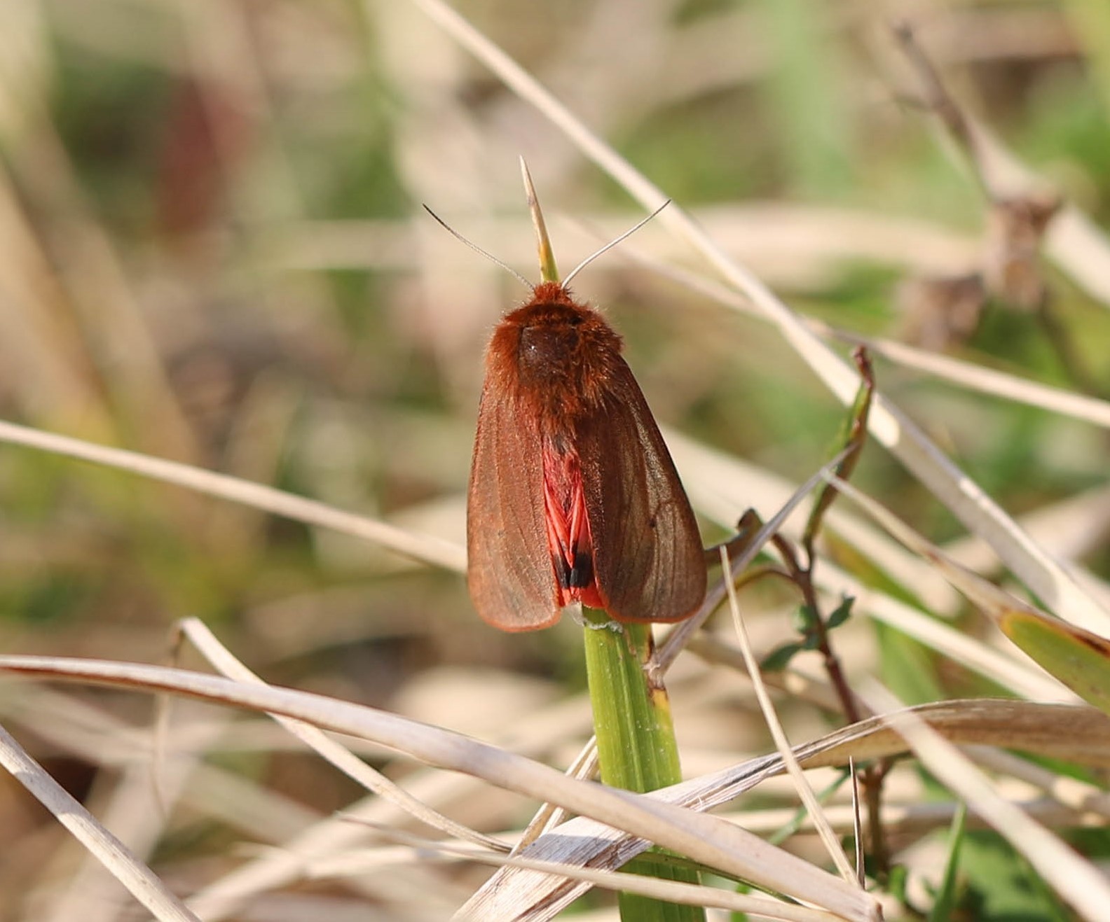 Ecaille cramoisie (phragmatobia fuliginosa)