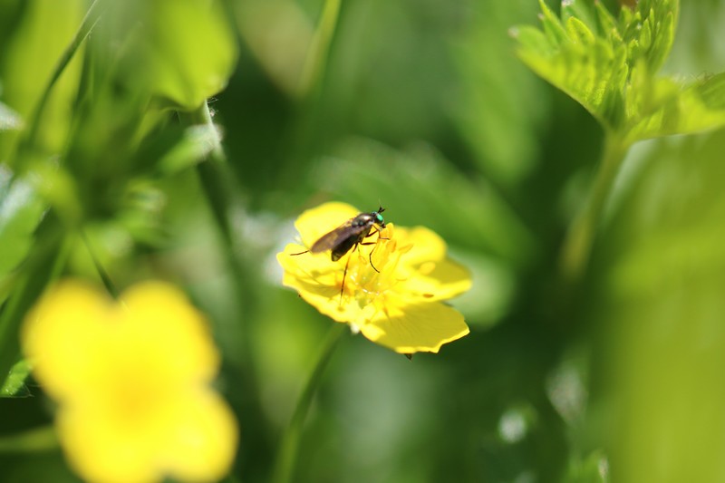 Diptera (Dolichopodidae)