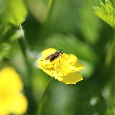 Diptera (Dolichopodidae)