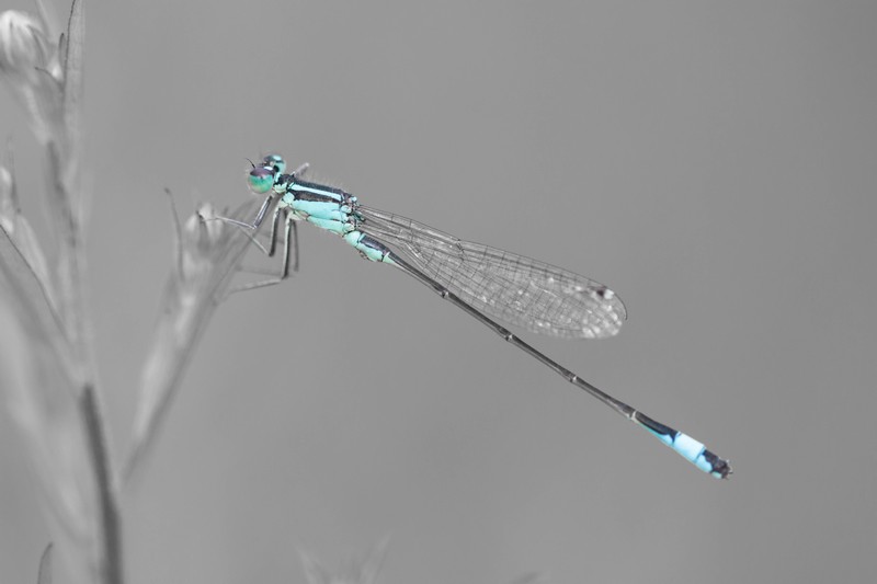 Demoiselle (Zygoptera)