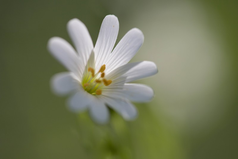 Stellaire holostée (Stellaria holostea)