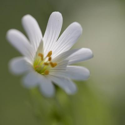 Stellaire holostée (Stellaria holostea)