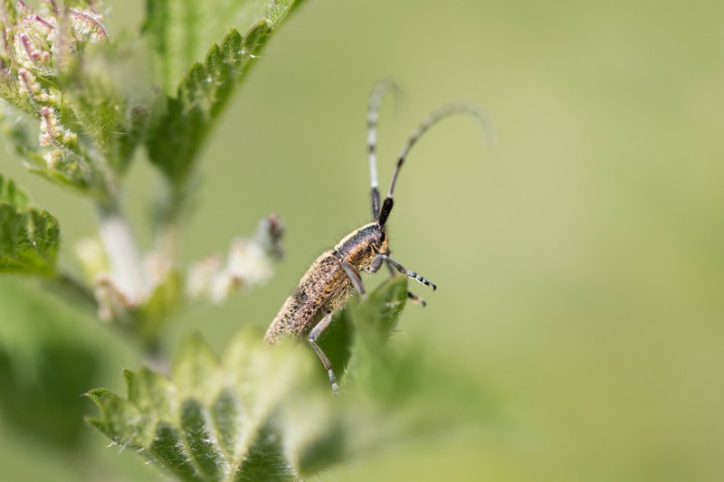 Agaphanthe du chardon (Agaphanthia cardui)