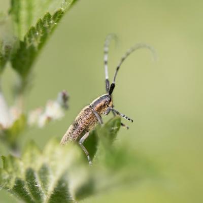 Agaphanthe du chardon (Agaphanthia cardui)