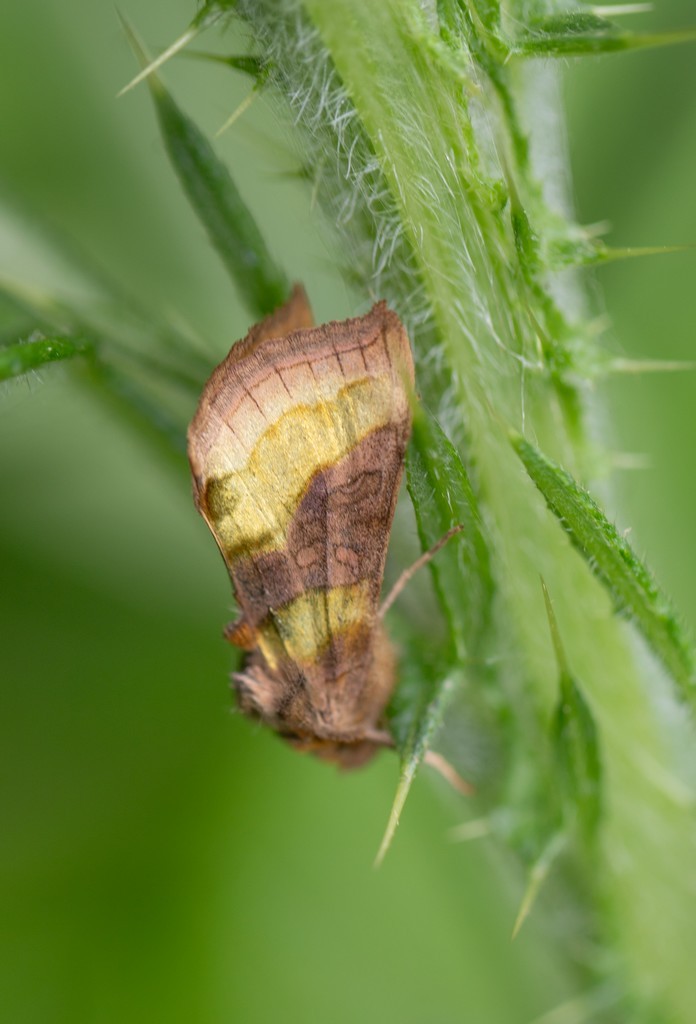  Le vert-doré  (diachrysia chrysitis)   