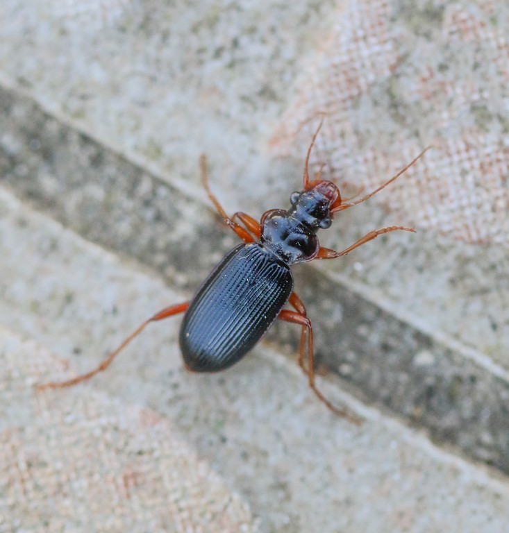   Leistus rufomarginatus